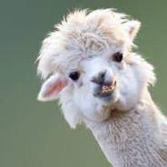 Sour Alpaca's - Steam avatar