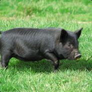 HogLit's - Steam avatar