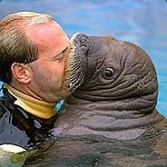 a homosexual walrus's - Steam avatar