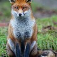 foxyravage's - Steam avatar