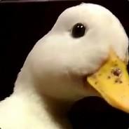 Noquack's Stream profile image