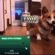 CORGI's Stream profile image