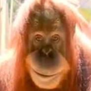 Monke's Stream profile image