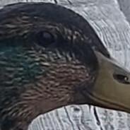 laggysnapy's Stream profile image