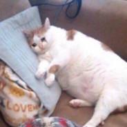 CATMAYCRY's Stream profile image
