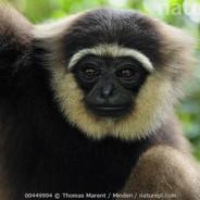 Bornean white-bearded gibbon's Stream profile image