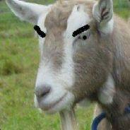 shenanigoat's Stream profile image