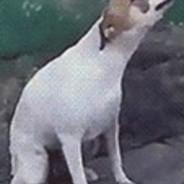 Dancing Doggo's Stream profile image