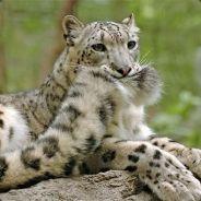 CherubimXP's Stream profile image