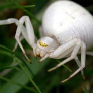 La Araña blanca's - Steam avatar