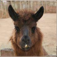 Le_Bilili's Stream profile image