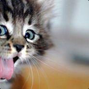 FrostyKat's - Steam avatar