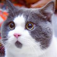 jesse's Stream profile image