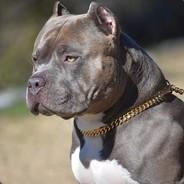 STOXXK!'s Stream profile image