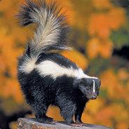 Skunk's Stream profile image