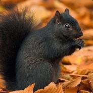 sQuirrel.'s Stream profile image