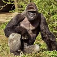 Harambe's Stream profile image