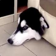 Couch Dog's - Steam avatar