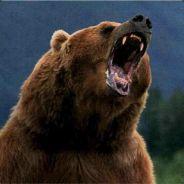 The Bear's Stream profile image