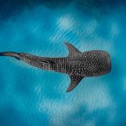 wHaleSharK_'s - Steam avatar