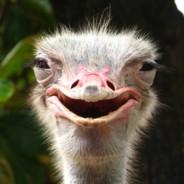 Ostrich's Stream profile image