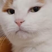 Morinator's Stream profile image