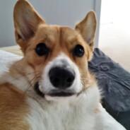 Soju the corgi's Stream profile image