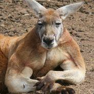 A Huge Kangaroo's - Steam avatar