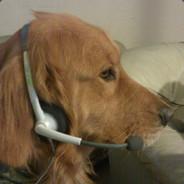 Iamdoghello's Stream profile image