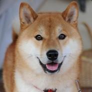 jacksteel999's Stream profile image