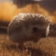 Hedgehog's - Steam avatar