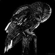 Cardboardowl's Stream profile image