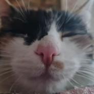 NoTolerance's Stream profile image
