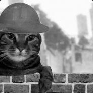 BruisertheCat's - Steam avatar