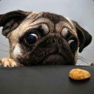 PUG's - Steam avatar