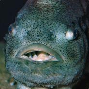 Lethargic Sea Hen's - Steam avatar