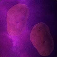 Potato's - Steam avatar