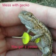 Gecko Pecko's Stream profile image