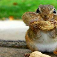 Crazy_Squirrel's - Steam avatar