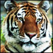 Tigerman501's - Steam avatar