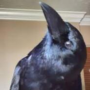 Jake the crow's Stream profile image