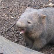 Bisquik_Bandit's Stream profile image
