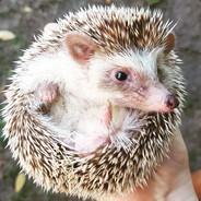selenerc1's Stream profile image