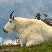 Smurking Goat's - Steam avatar