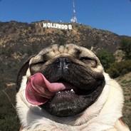 SOJU's Stream profile image
