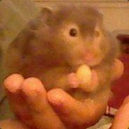 MajaRaccoon's - Steam avatar