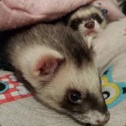 Furet bicéphale's Stream profile image