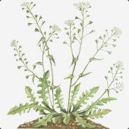 kokoska_pastusi_tobolka's - Steam avatar