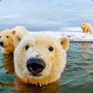 ziebsman's - Steam avatar