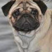 jan_pug's Stream profile image